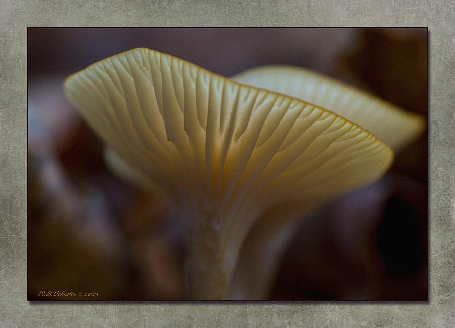 Fall Mushroom 7 Photograph by WB Johnston