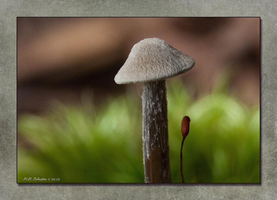 Fall Mushroom 8 Photograph by WB Johnston