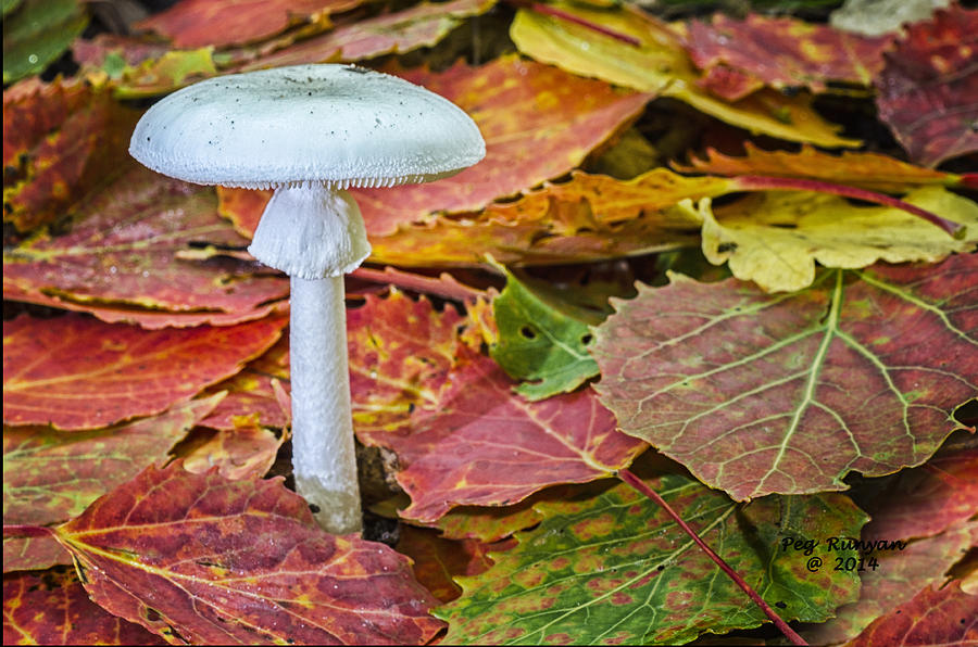 Fall Mushroom Photograph by Peg Runyan