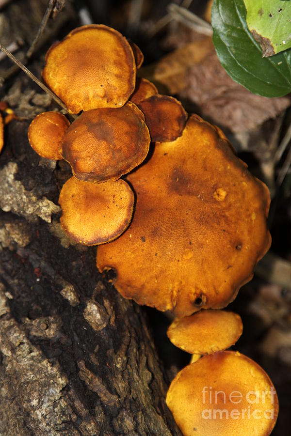 Fall Mushroom Photograph by Rick Rauzi