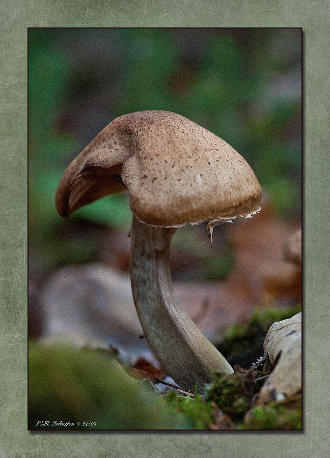 Fall Mushroom Photograph by WB Johnston