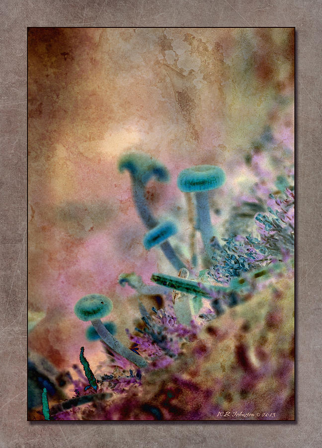 Fall Mushrooms 10b Photograph by WB Johnston