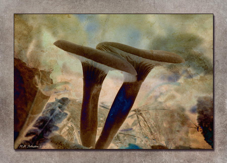 Fall Mushrooms 9 Photograph by WB Johnston