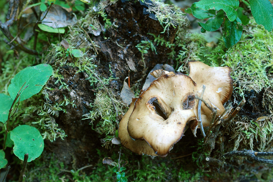 Fall Mushrooms by Jan Piet Fall Mushrooms by Jan Piet