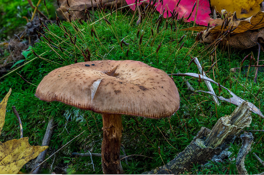 Mushroom Photograph - Fall Mushrooms by Paul Freidlund