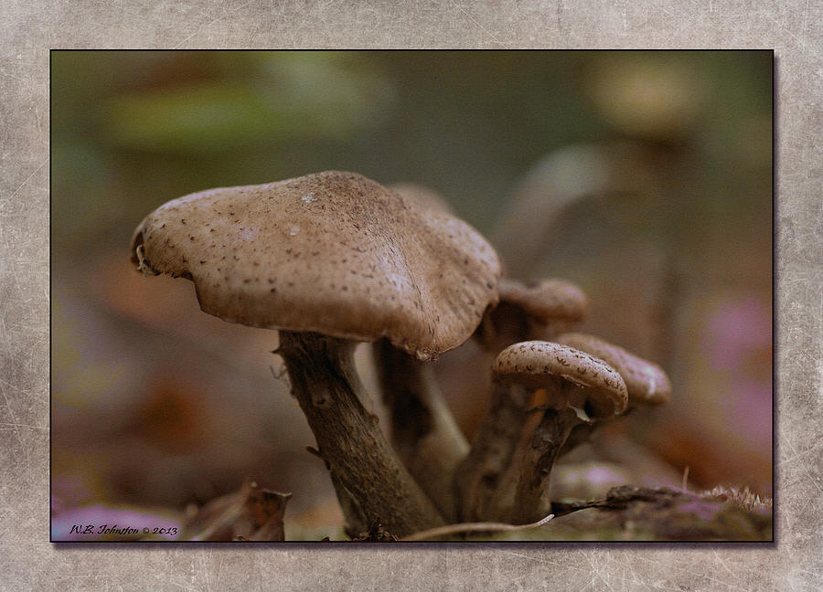 Fall Mushrooms Photograph by WB Johnston
