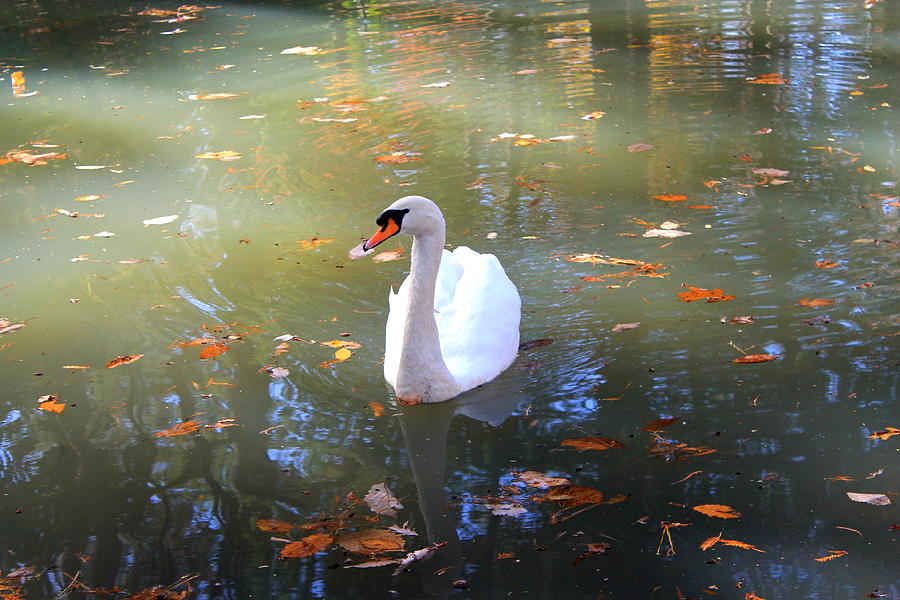 Fall N Swan Photograph