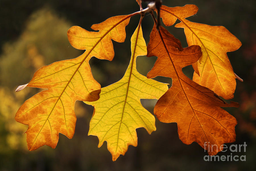 Fall Oak Photograph by Inge Riis McDonald