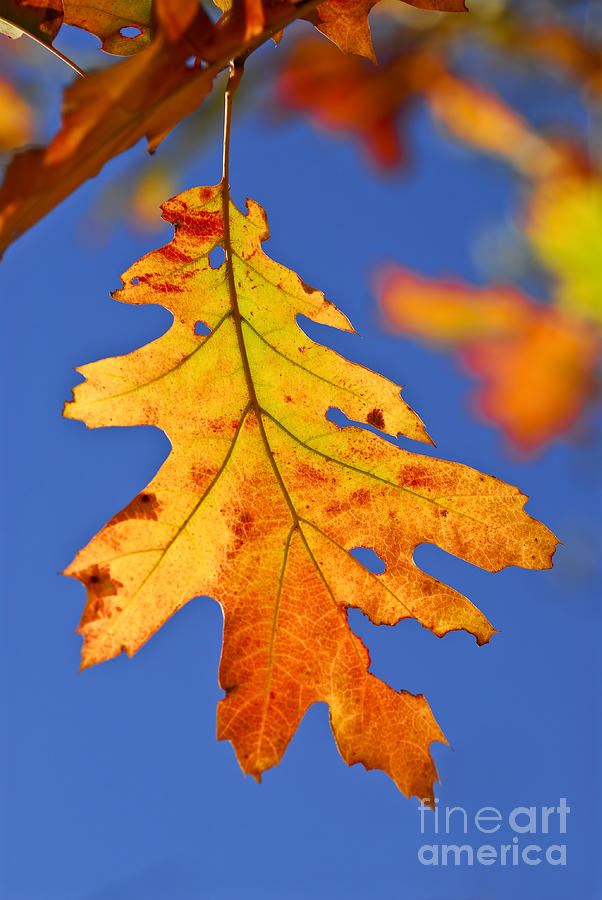 Fall oak leaf Photograph by Elena Elisseeva