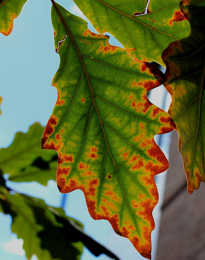 Fall Oak Leaf Photograph by Trent Mallett