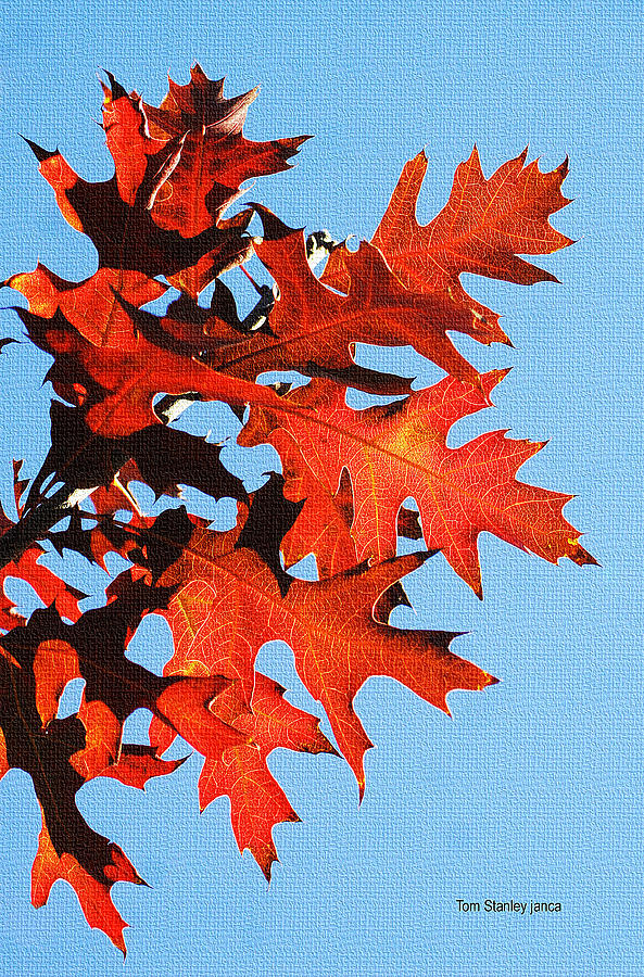 Fall Oak Leaves Photograph by Tom Janca