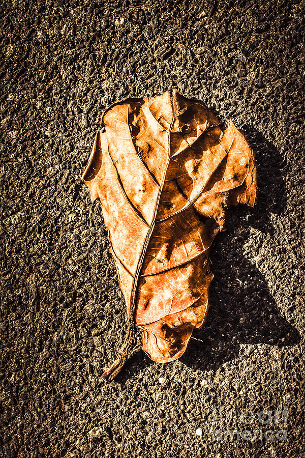 Fall Photograph - Fall of seasons by Jorgo Photography