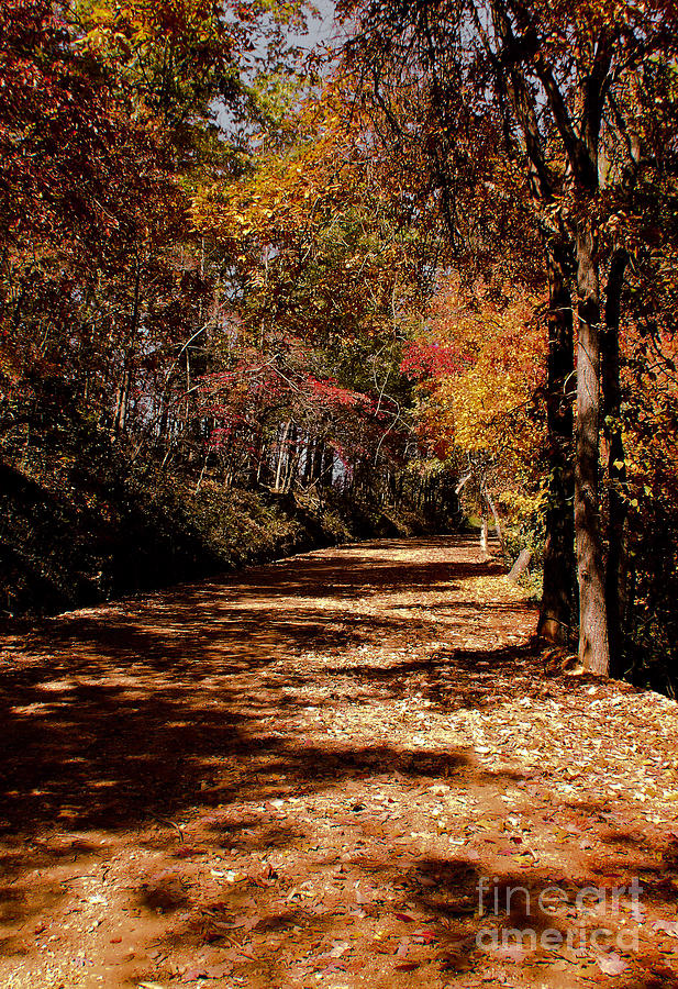 Nature Photograph - Fall On A Dirt Road by Robert Frederick
