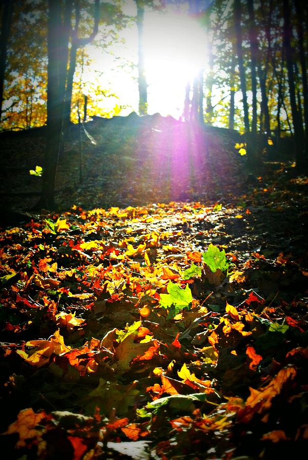 Fall on the Ground Photograph by Dawdy Imagery - Fine Art America