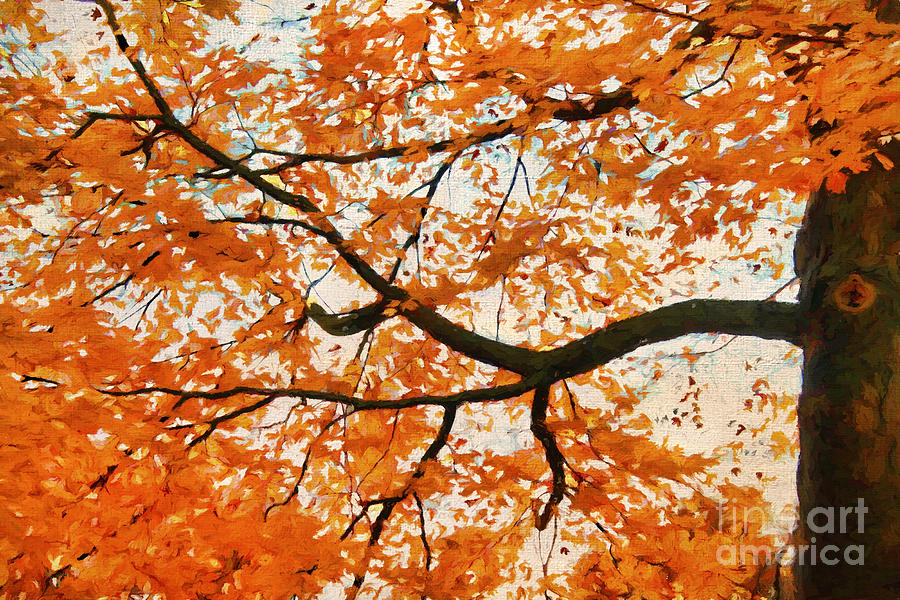 Fall Orange Photograph by Darren Fisher