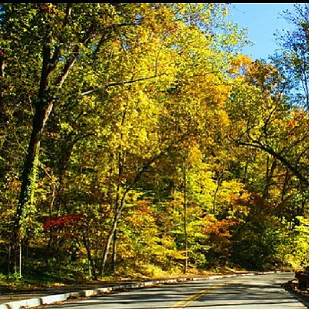 Tree Photograph - #fall #park #road #favorite #trees by Artondra Hall