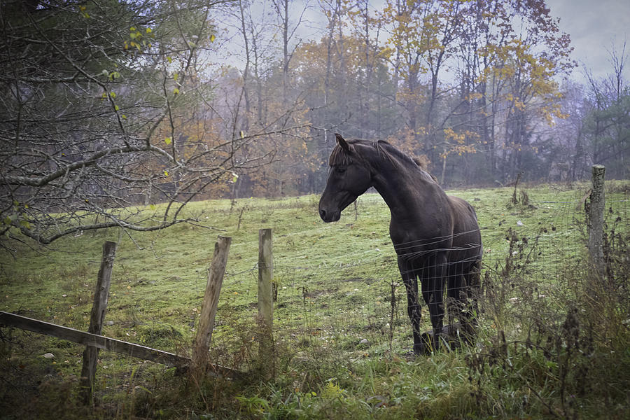 Fall Pasture Photograph by Lisa Bryant
