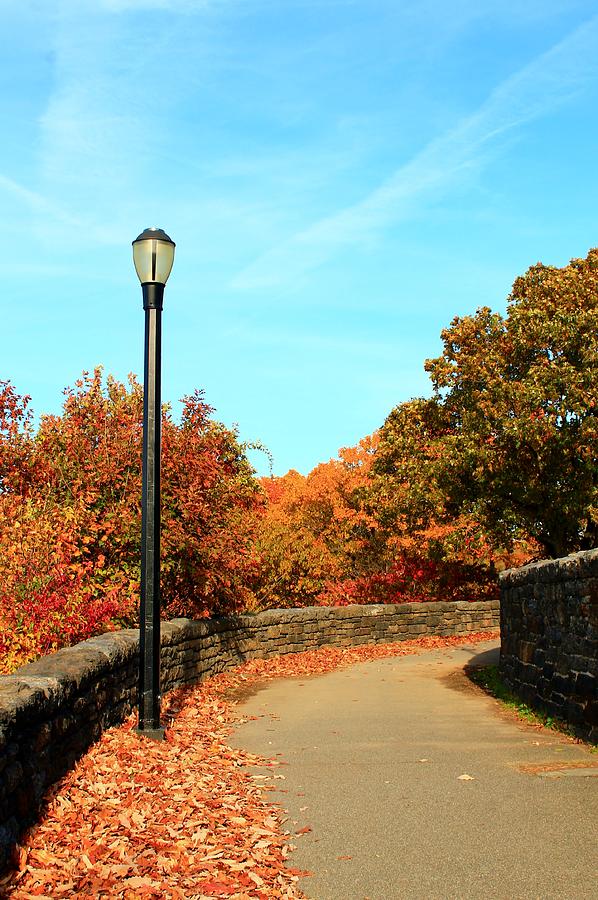 Fall Path Photograph by Catie Canetti