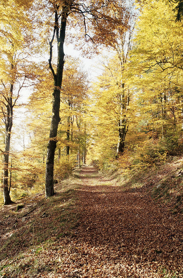 Nature Photograph - Fall path by Patrick Kessler