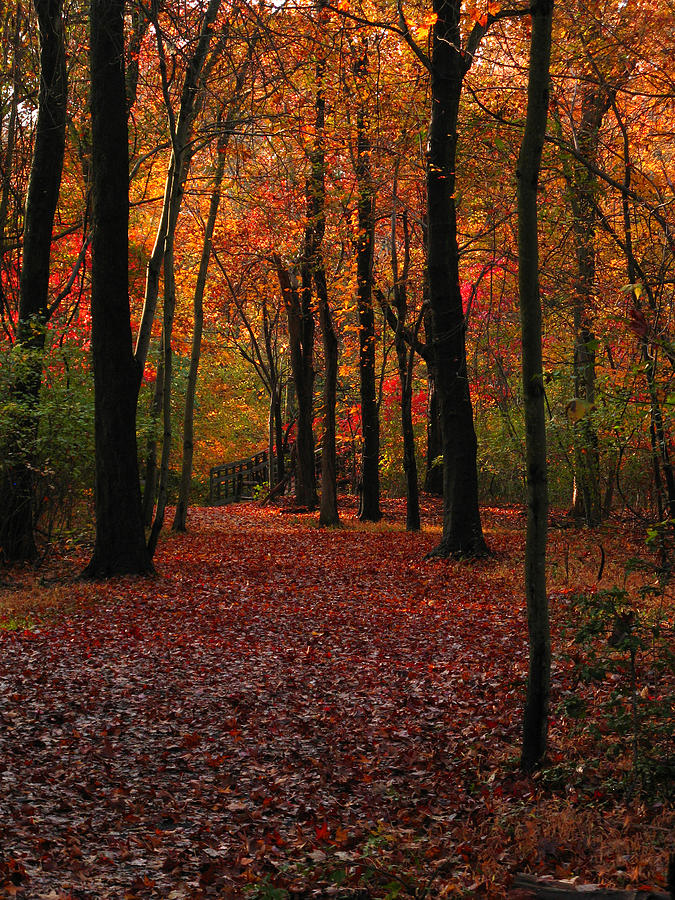 Fall Path Photograph by Raymond Salani III