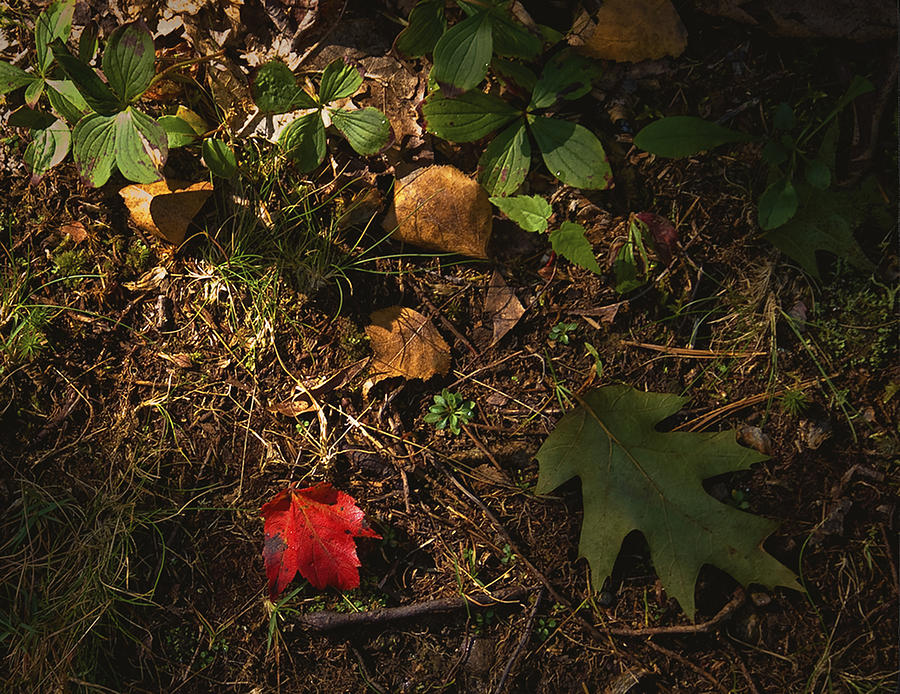 Fall Path Photograph by Wayne Meyer
