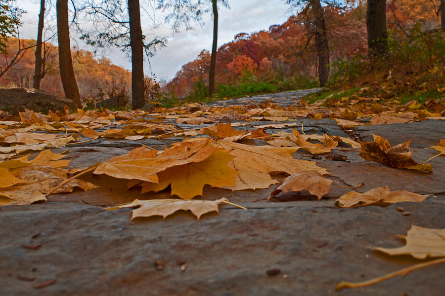 Fall Pathway Photograph by Michael Porchik