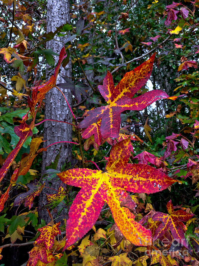 Fall Patina Photograph by Dale Powell