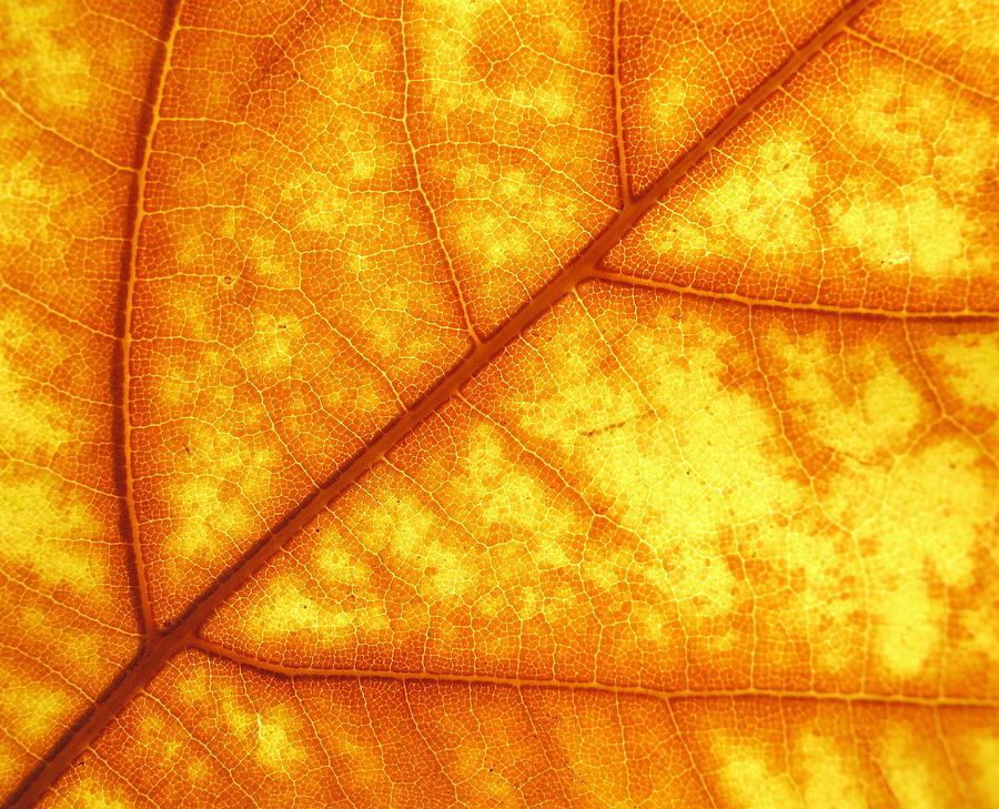 Fall Pattern Photograph by Derek Dean