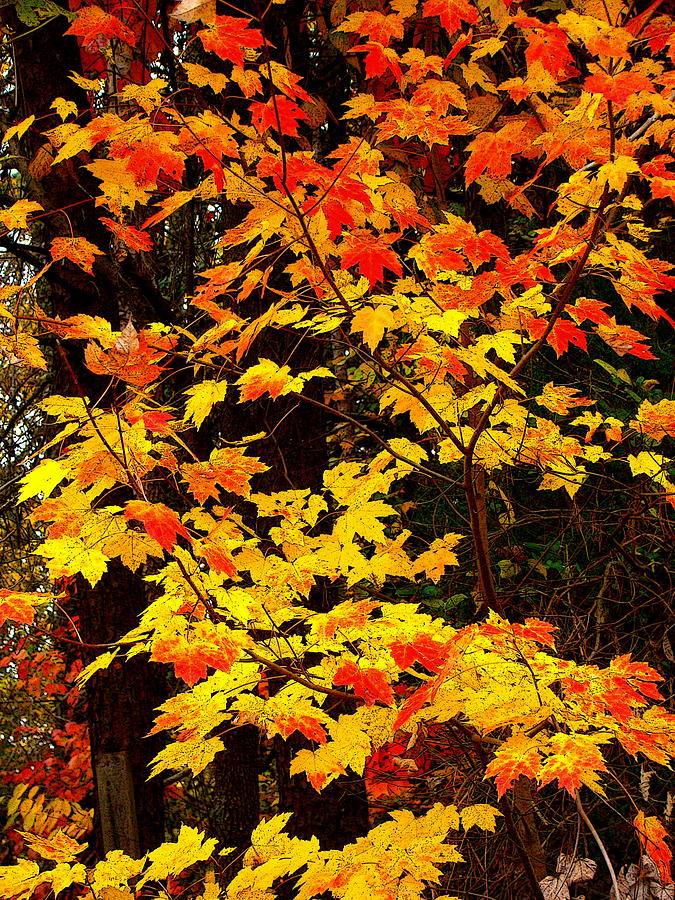 Fall Patterns 3 Photograph by Rodney Lee Williams