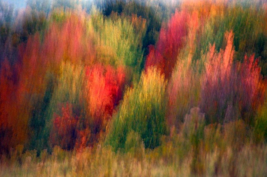 Fall Patterns Photograph by Sandra Silva