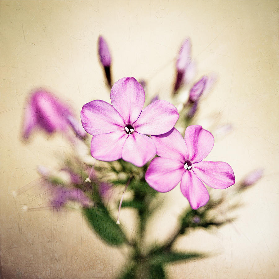 Pink Photograph - Fall Phlox by Jeff Abrahamson