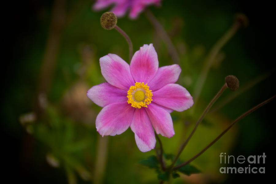 Fall Pink Daisy Photograph by William Norton