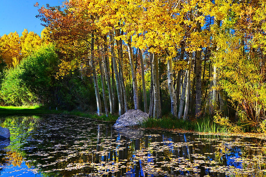 Tree Photograph - Fall Pond in Mammoth by Lynn Bauer
