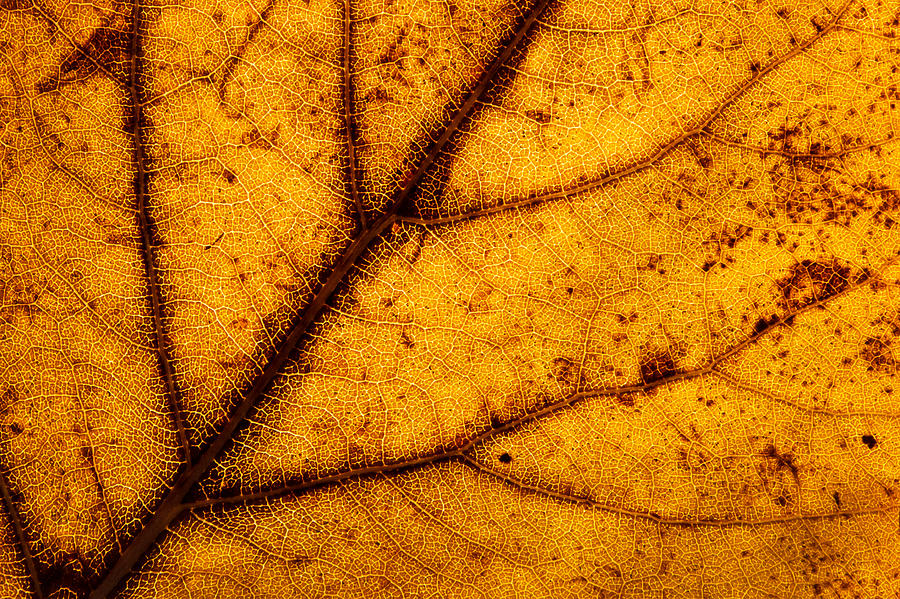 Fall poplar leaf Photograph by Cristina-Velina Ion - Fine Art America