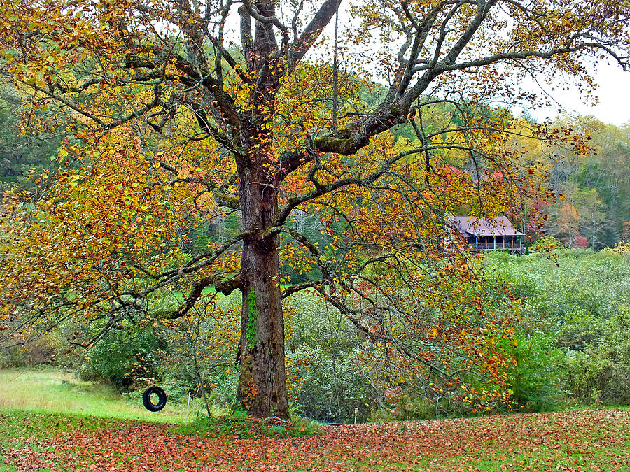 Fall Poplar Tree in the Valley Photograph by Duane McCullough