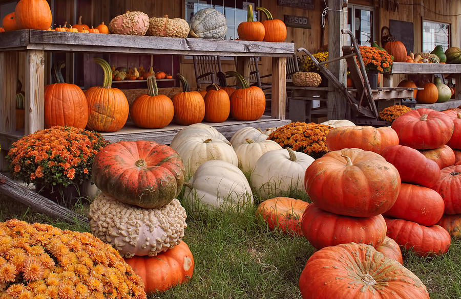 Fall Pumpkins and Gourds Photograph by Greg Jackson