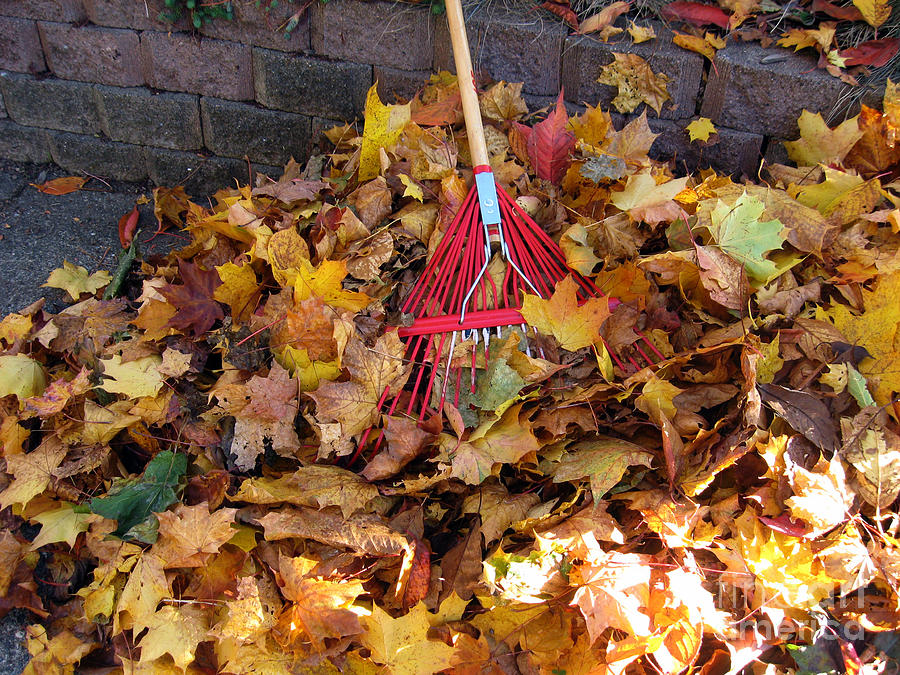 Fall Raking the Leaf Harvest Photograph by Ellen Miffitt
