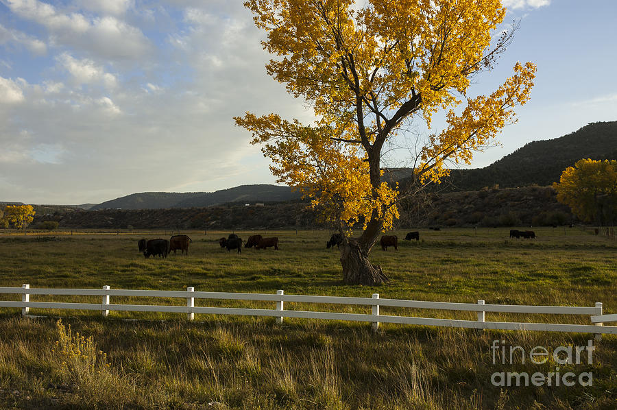 Fall Photograph - Fall Ranch by Jerry McElroy