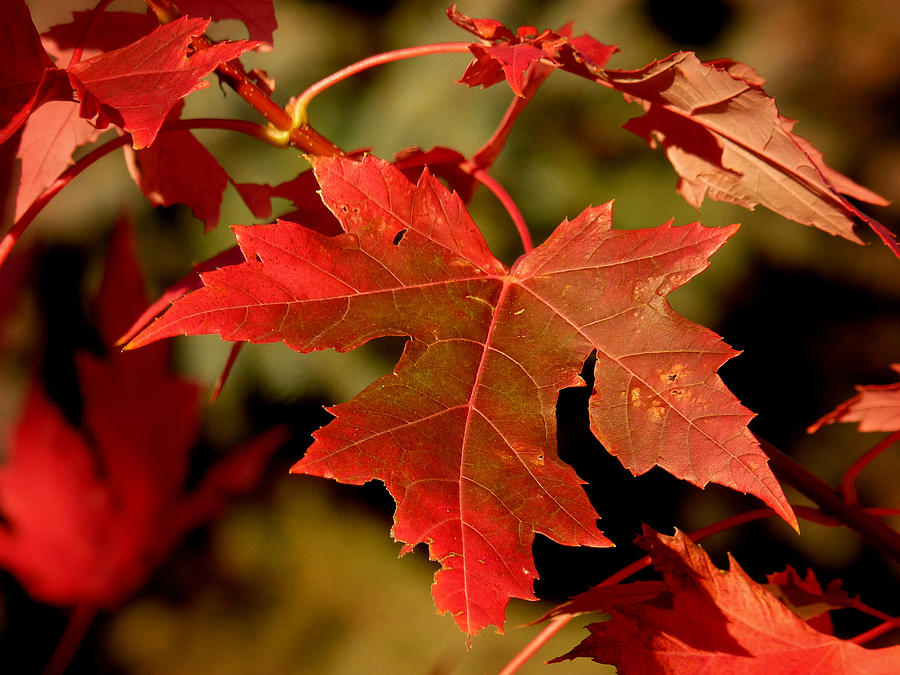 Fall Red Beauty Photograph by Lucinda Walter