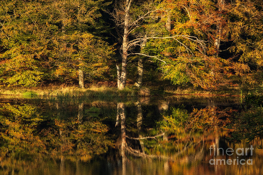 Fall reflected Photograph by Inge Riis McDonald