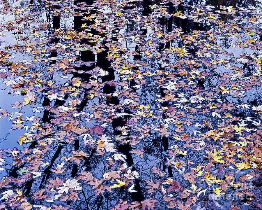 Fall Reflections Photograph by Alan L Graham