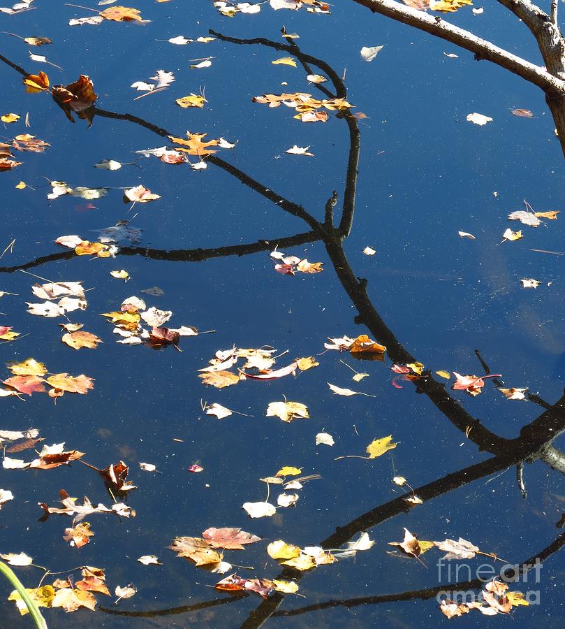 Fall Reflections II Photograph by Anita Adams