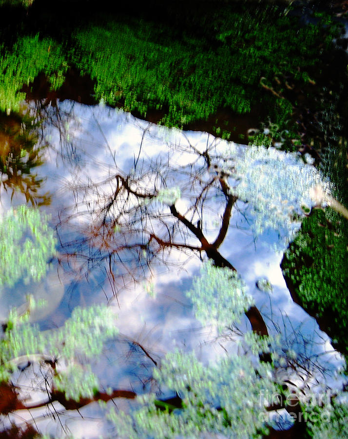 Fall Reflections on Garden Pond Pyrography by Ellen Miffitt