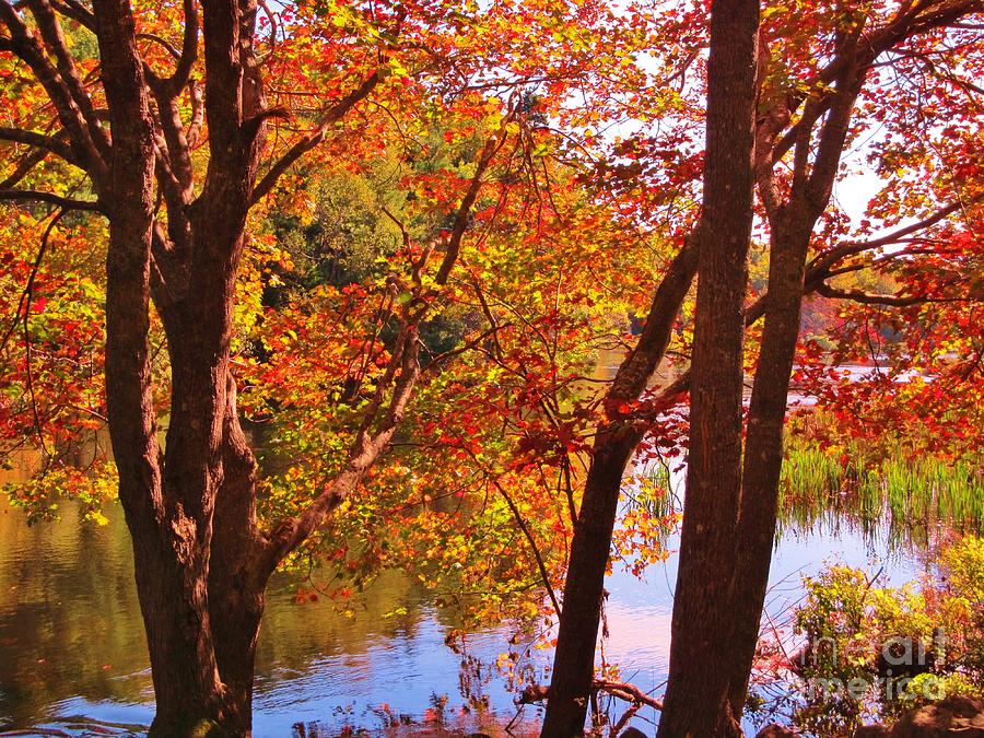 Tree Photograph - Fall River Nova Scotia by John Malone