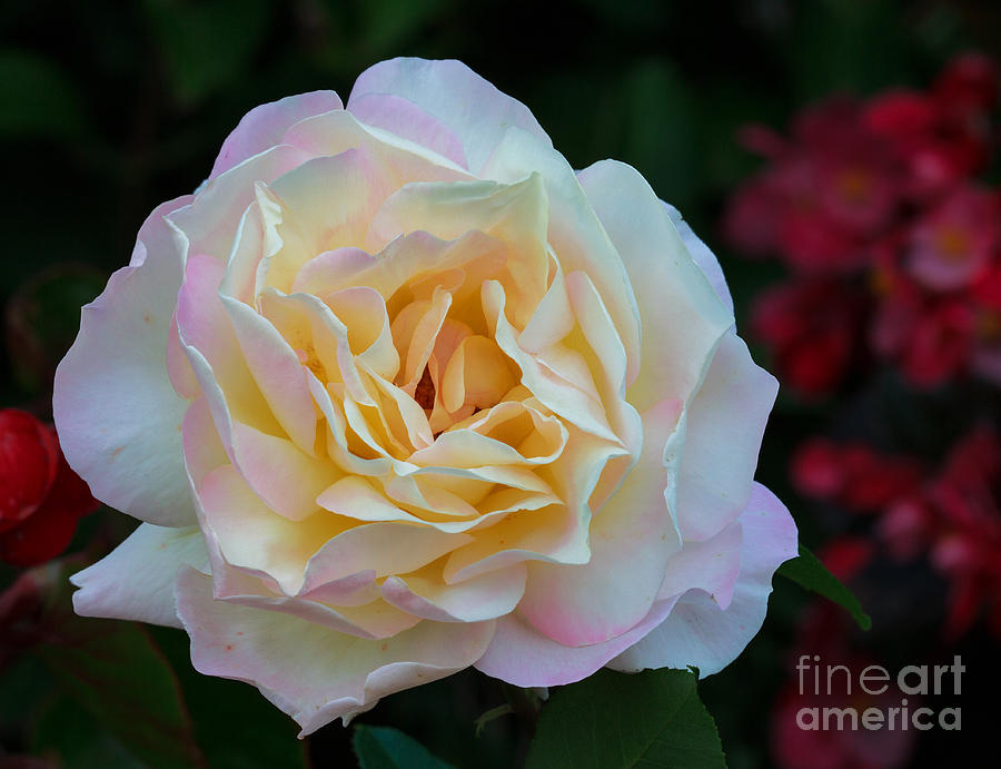 Fall Rose Bloom Photograph by Robert Pilkington