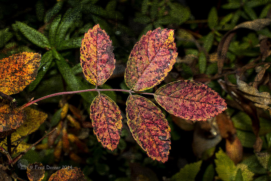 Fall Rose Hip Leaves Photograph by Fred Denner