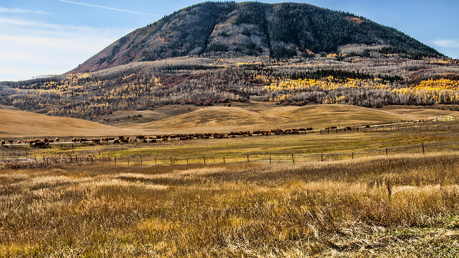 Fall Roundup - Elk Mountain  Photograph by Daniel Hebard