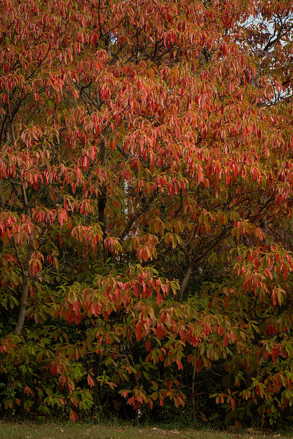 Fall Sassafras Trees Photograph by Wayne Meyer