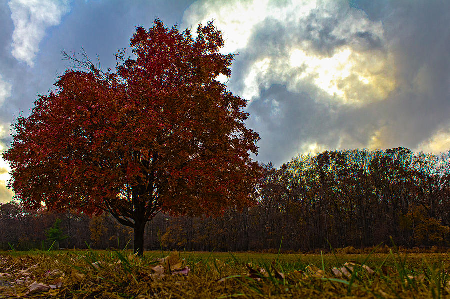 Fall scene at Cheesequake Park Photograph by SAURAVphoto Online Store