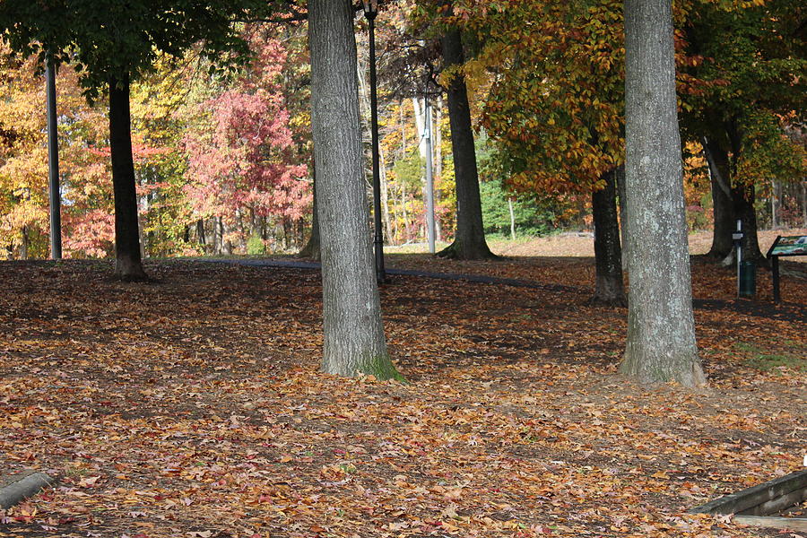 Fall Scene Photograph